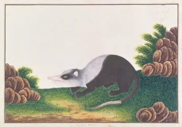 ムーンラット、マラッカの動物、昆虫、爬虫類の絵から、1805-18年頃（紙にトイレとガッシュ）